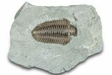 Bargain, Flexicalymene Trilobite (Molt) Fossil - Indiana #287617-1